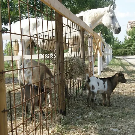 Gospodarstwo agroturystyczne Agriturismo Casa Maria Teresa Sommacampagna